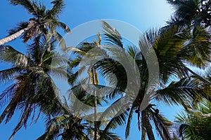 Countless coconuts hanging on coconut trees Cocos nucifera