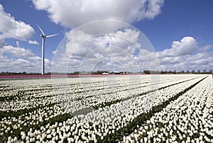 Countless colored tulips landscape and windenergy