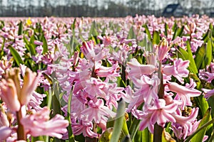 Countless fragrant hyacinths on the bulb fields around Lisse, Netherlands