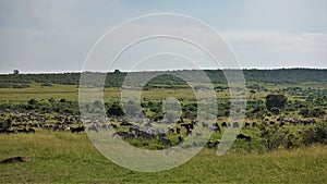 Countless herds of herbivores in the African savanna. photo