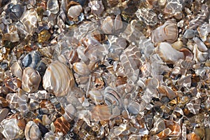 Countless mussel shells lie in the sea water .