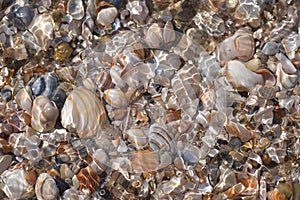 Countless mussel shells lie in the sea water . photo