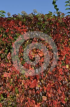 Countless red leaves of wild wine covering a wooden wall