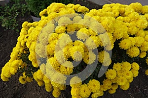 Countless yellow flowers of Chrysanthemums