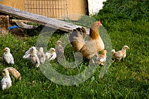 Countra style on the farm, Happy Hen on the Farm