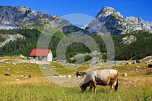 Countriside in Montenegro