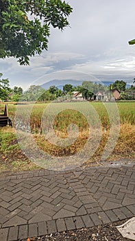 Country atmosphere after rain