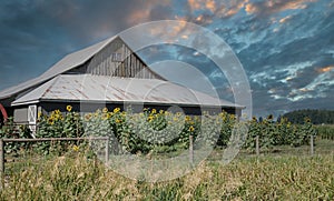 Country Barn Farm Sunflowers Farming Rural Canada Scene