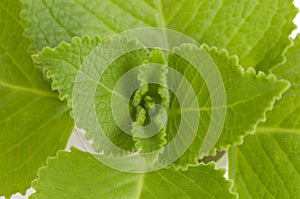 Country Borage, Indian Borage, Coleus amboinicus Lour (Plectranthus amboinicus (Lour.))