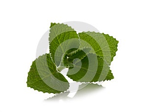 Country Borage on white background