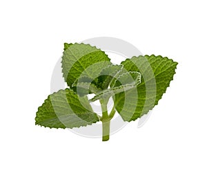 Country Borage on white background