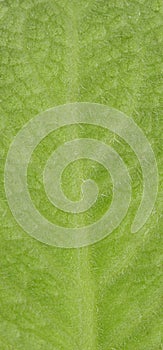 Country Borage on white background