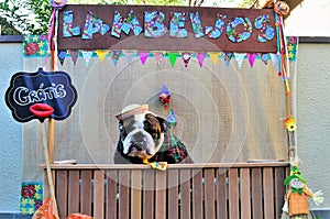 Country Bulldog in a free licking stall at the June party