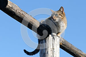 Country cat
