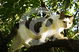 Country cat climbiing tree photo