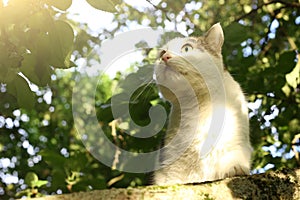 Country cat climbiing tree photo