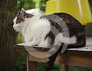 Country cat on green garden summer background close up photo