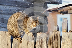 Country cat sits on care, winter, snow