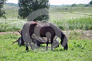 Country chestnut horse grazing on the meadow