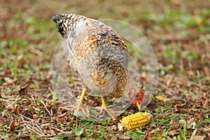 Country chicken eats a head of corn