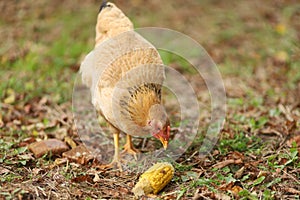 Country chicken eats a head of corn