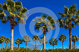 country club palm trees landscaped palms tree lined palm springs rodeo drive beverly hills luxury miami landscape