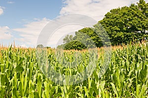 Country cornfield