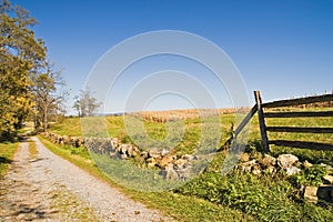 Country Cornfield in Fall with Blue Sky photo