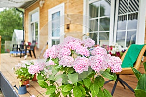 Country Cottage with beautiful flowers garden in the sunshine.. Beautiful flower seedlings growing in the soil at the