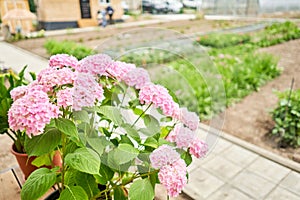 Country Cottage with beautiful flowers garden in the sunshine.. Beautiful flower seedlings growing in the soil at the