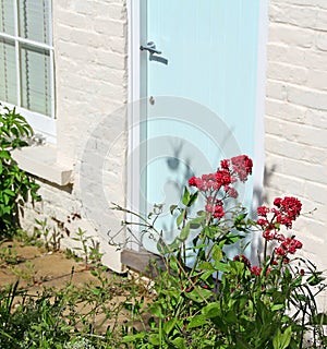 Country cottage garden flowers