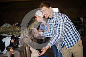 Couple employee  with dairy cattle in livestock farm