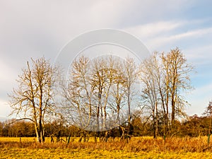 Country day landscape field trees grass autumn winter