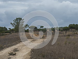Country dirt road through bare field and pine trees. Agricultural country landscape near Odeceixe, Portugal. Cloudy