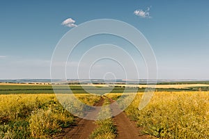 Country dirt road among fields of agricultural plants. Blue sky with feathery clouds. Horizontally framed shot