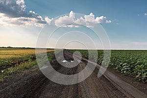 Country dirt road among fields of sunflowers and wheat. Field young sunflower. Blue sky with feathery clouds