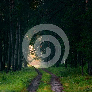 A country dirt road in the forest.