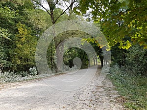 Country dirt road in green forest