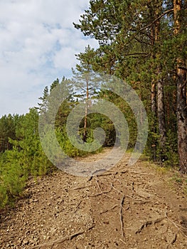 Country dirt road in green forest