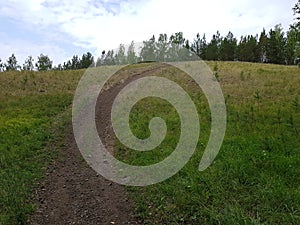 Country dirt road in green forest