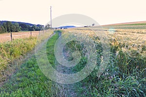 Country dirt road next to rows of wheat