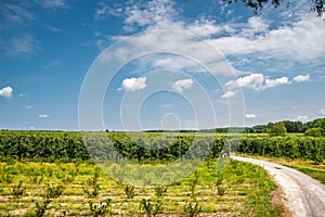 Country dirt road in Poland amongapple orchards in july, before harvesting time. Blue tinted cloudy sky with green mixed forest in