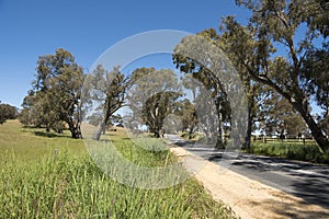 Country dirt road, typical street with eucalyptus trees on day with blue sky in Barossa Valley, Australia