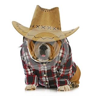 Country dog