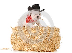 Country dog