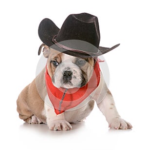 Country dog