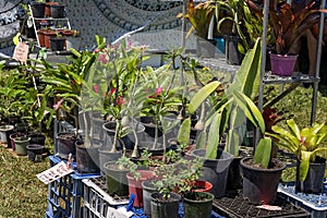 Country Fair Plants For Sale