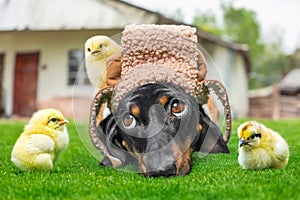 Country farmer dog nanny lies on grass tired of playing with energetic chickens