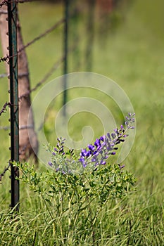 Country fence