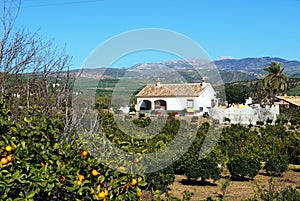 Country finca and orange grove, Alora, Spain.